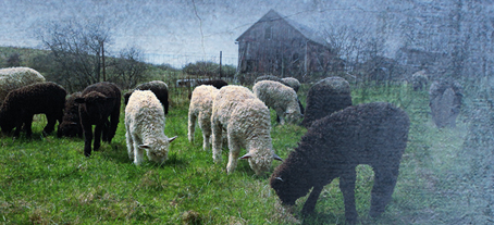 The Lincoln Longwool Sheep - Countryside